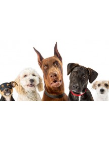 Perros