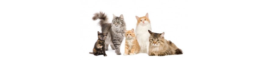 Todo lo que necesita tu mascota sólo en Unimerkat