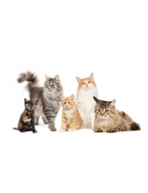 Gatos