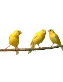 Pájaros