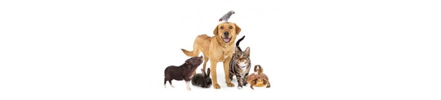 Todo lo que necesita tu mascota sólo en Unimerkat